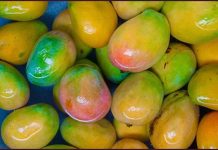 மாம்பழம் சாப்பிடுவதில் கூட அறிவியல் இருக்கிறதா ? ஆய்வாளர்கள் கூறுவது என்ன ?