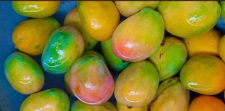 மாம்பழம் சாப்பிடுவதில் கூட அறிவியல் இருக்கிறதா ? ஆய்வாளர்கள் கூறுவது என்ன ?